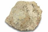 Fossil Polycotylid Plesiosaur (Thililua?) Tooth On Ammonite #252341-2